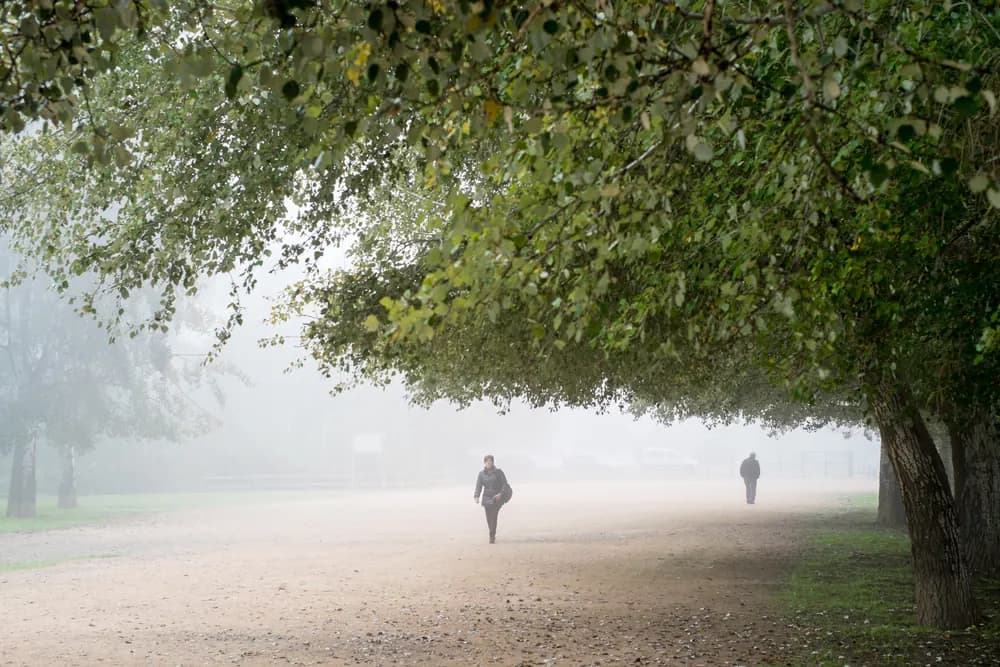 a path among trees in la mitjana park, beside the river segre.